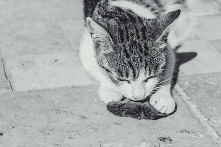 cat mother lying on green grass and playing and feeding her cute baby kittensの写真素材