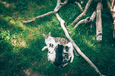 cat mother lying on green grass and playing and feeding her cute baby kittens