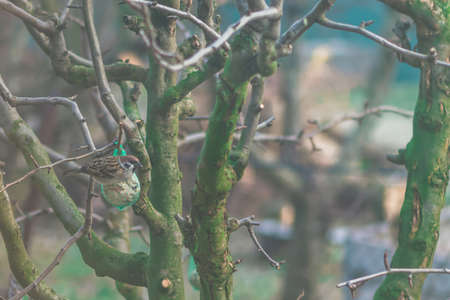 bird feeder made from plants and twigs with animal bird foodの写真素材