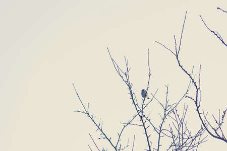 bird feeder made from plants and twigs with animal bird foodの写真素材