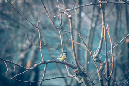 bird feeder made from plants and twigs with animal bird foodの写真素材