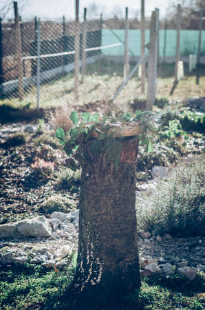bird feeder made from plants and twigs with animal bird foodの写真素材
