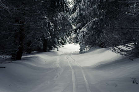 winter time full of winter sports and adrenalineの写真素材
