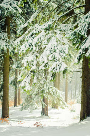 trees in forest covered by snowの写真素材