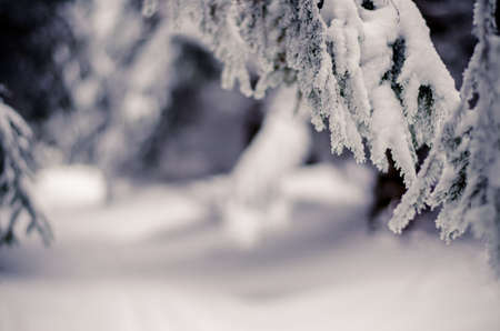 winter time full of winter sports and adrenalineの写真素材