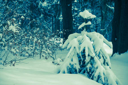 trees in forest covered by snowの写真素材
