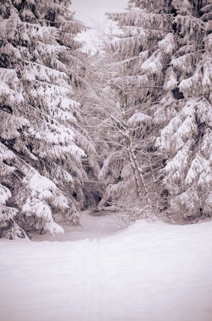trees covered by snow in winter magic atmosphereの写真素材