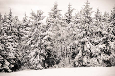 evergreen trees covered by snowの写真素材
