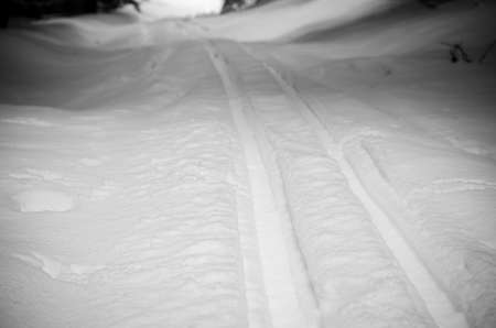 snow print among trees in winter forestの写真素材