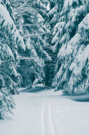 winter time full of winter sports and adrenalineの写真素材