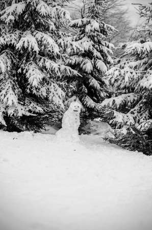 evergreen trees covered by snowの写真素材
