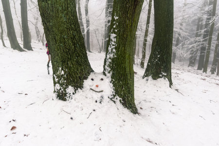 empty adrenaline rope playground in tree trunks in foggy and misty winter forestの写真素材