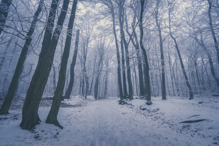 empty adrenaline rope playground in tree trunks in foggy and misty winter forestの写真素材