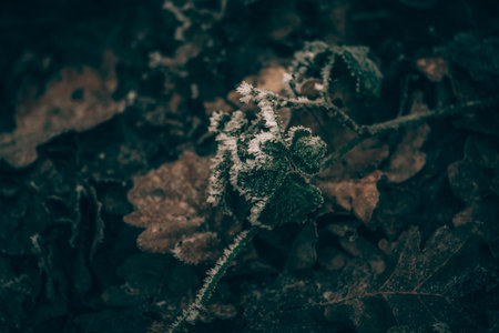 empty adrenaline rope playground in tree trunks in foggy and misty winter forestの写真素材