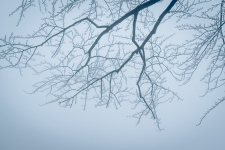 empty adrenaline rope playground in tree trunks in foggy and misty winter forestの写真素材