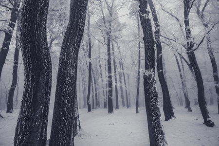 empty adrenaline rope playground in tree trunks in foggy and misty winter forestの写真素材