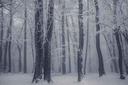 empty adrenaline rope playground in tree trunks in foggy and misty winter forestの写真素材
