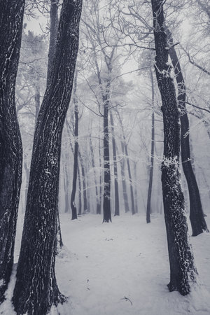 empty adrenaline rope playground in tree trunks in foggy and misty winter forestの写真素材