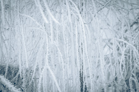 empty adrenaline rope playground in tree trunks in foggy and misty winter forestの写真素材