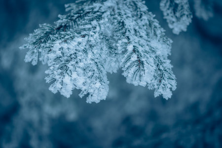 empty adrenaline rope playground in tree trunks in foggy and misty winter forestの写真素材