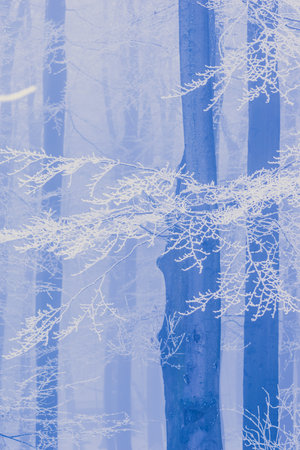empty adrenaline rope playground in tree trunks in foggy and misty winter forestの写真素材