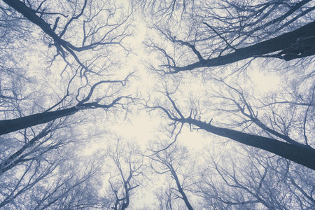 empty adrenaline rope playground in tree trunks in foggy and misty winter forestの写真素材
