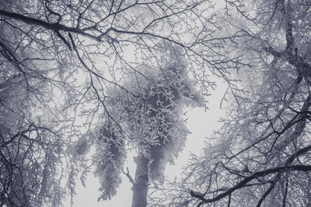 empty adrenaline rope playground in tree trunks in foggy and misty winter forestの写真素材