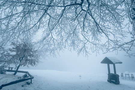 empty adrenaline rope playground in tree trunks in foggy and misty winter forestの写真素材