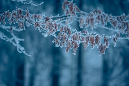 empty adrenaline rope playground in tree trunks in foggy and misty winter forestの写真素材