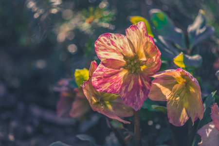 frozen and damaged apple flower on the treeの写真素材