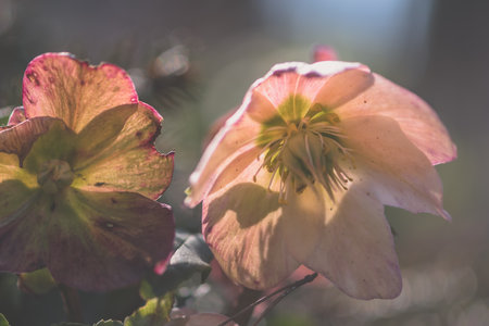 frozen and damaged apple flower on the treeの写真素材