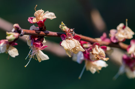 frozen and damaged apple flower on the treeの写真素材