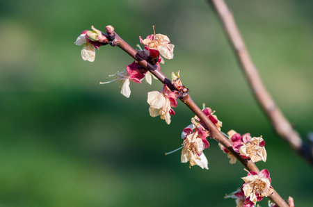 frozen and damaged apple flower on the treeの写真素材