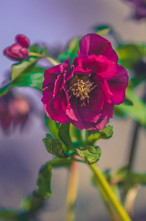 frozen and damaged apple flower on the treeの写真素材
