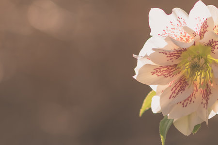 frozen and damaged apple flower on the treeの写真素材