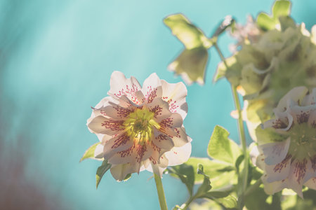 frozen and damaged apple flower on the treeの写真素材