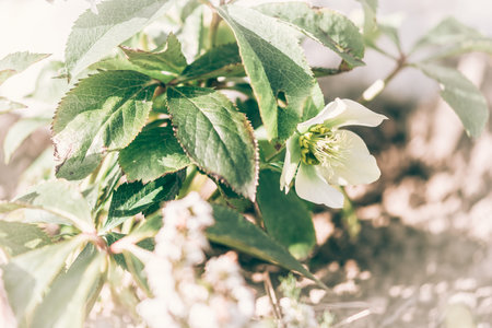 frozen and damaged apple flower on the treeの写真素材