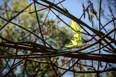 spring blossoming fruit trees in the garden in magic lightの写真素材