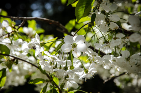 spring blossoming fruit trees in the gardenの写真素材