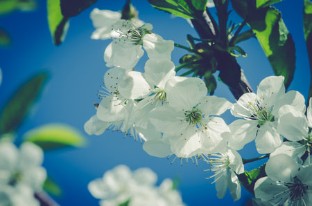 spring blossoming fruit trees in the gardenの写真素材