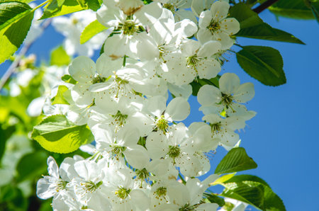 spring blossoming fruit trees in the gardenの写真素材