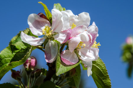 spring blossoming fruit trees in the gardenの写真素材
