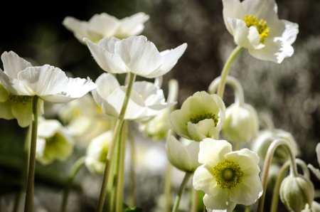 spring blossoming fruit trees in the gardenの写真素材