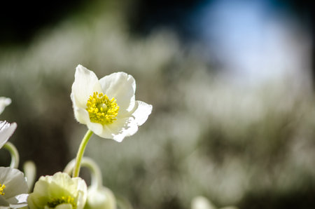 spring blossoming fruit trees in the gardenの写真素材