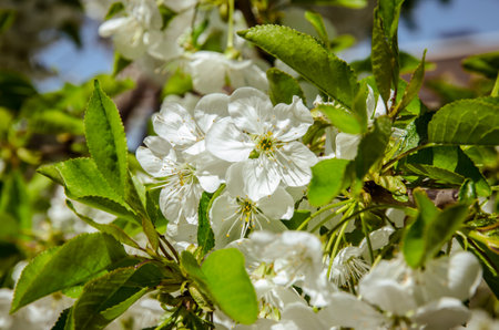 spring blossoming fruit trees in the gardenの写真素材