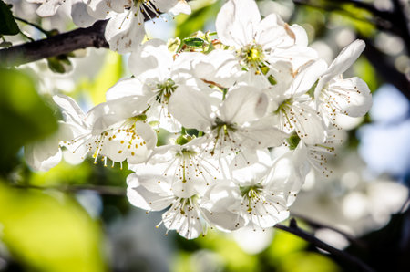 spring blossoming fruit trees in the gardenの写真素材