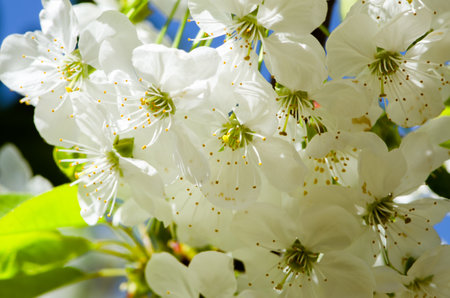 spring blossoming fruit trees in the gardenの写真素材