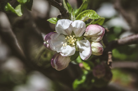 spring blossoming fruit trees in the gardenの写真素材