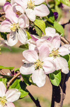 spring blossoming fruit trees in the gardenの写真素材