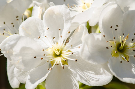 spring blossoming fruit trees in the gardenの写真素材